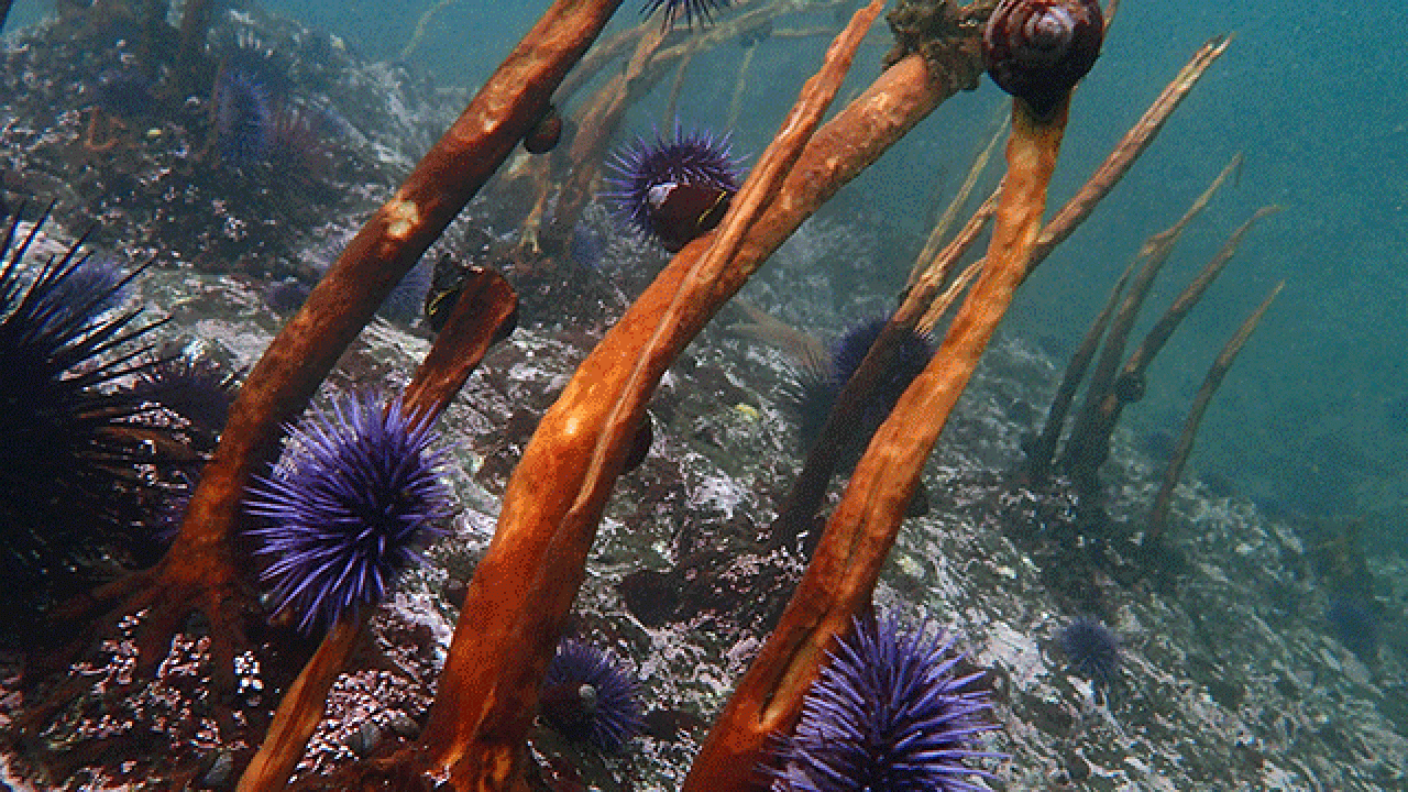 Purple sea urchins actively grazing on kelp off the coast of Mendocino County, California. Credit Chris Teague