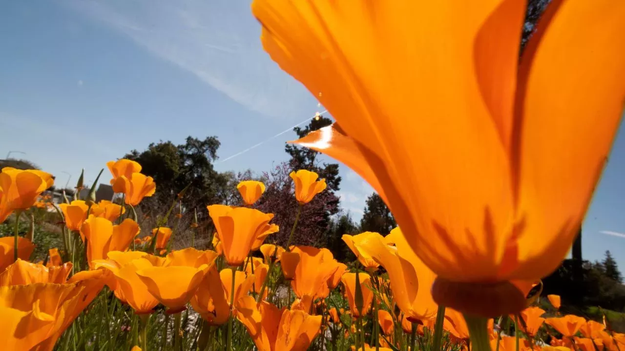 California poppies bloom at the UC Davis Arboretum in March 2023. (Gregory Urquiaga, UC Davis)