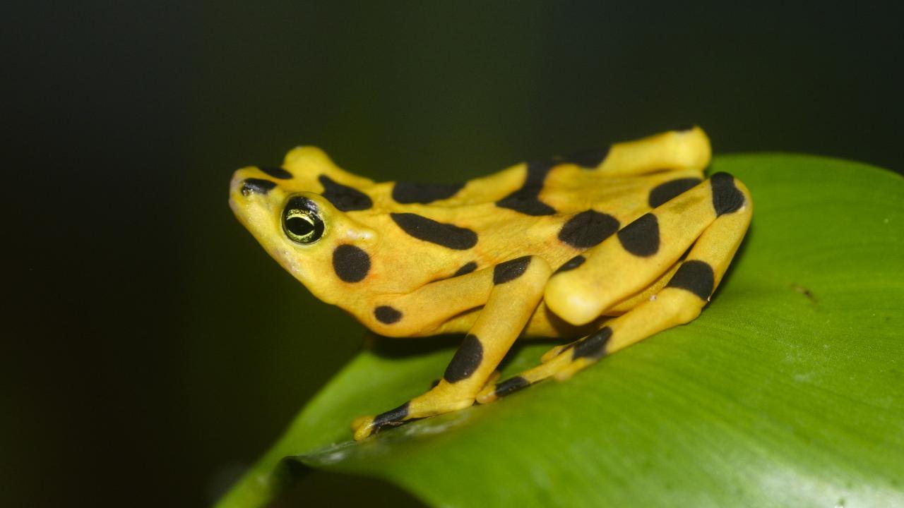 Central American tree frog