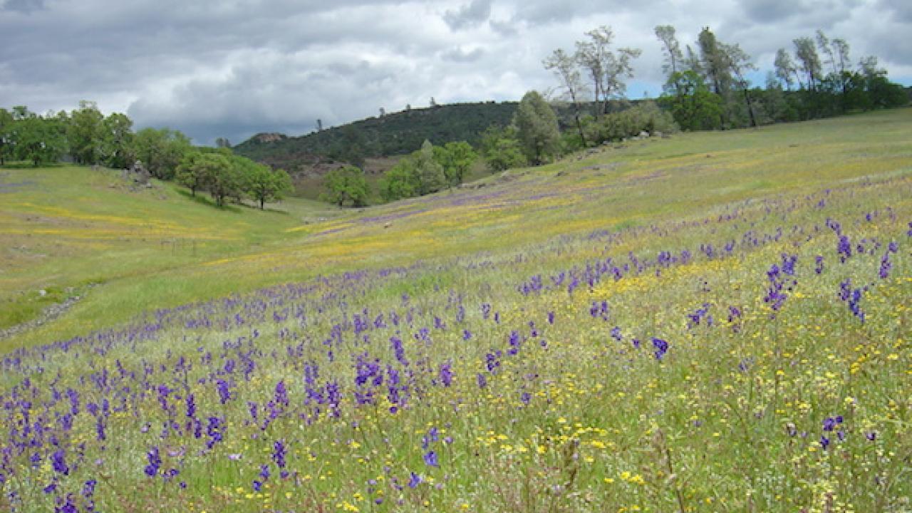 Wildflowers in a field of California grassland