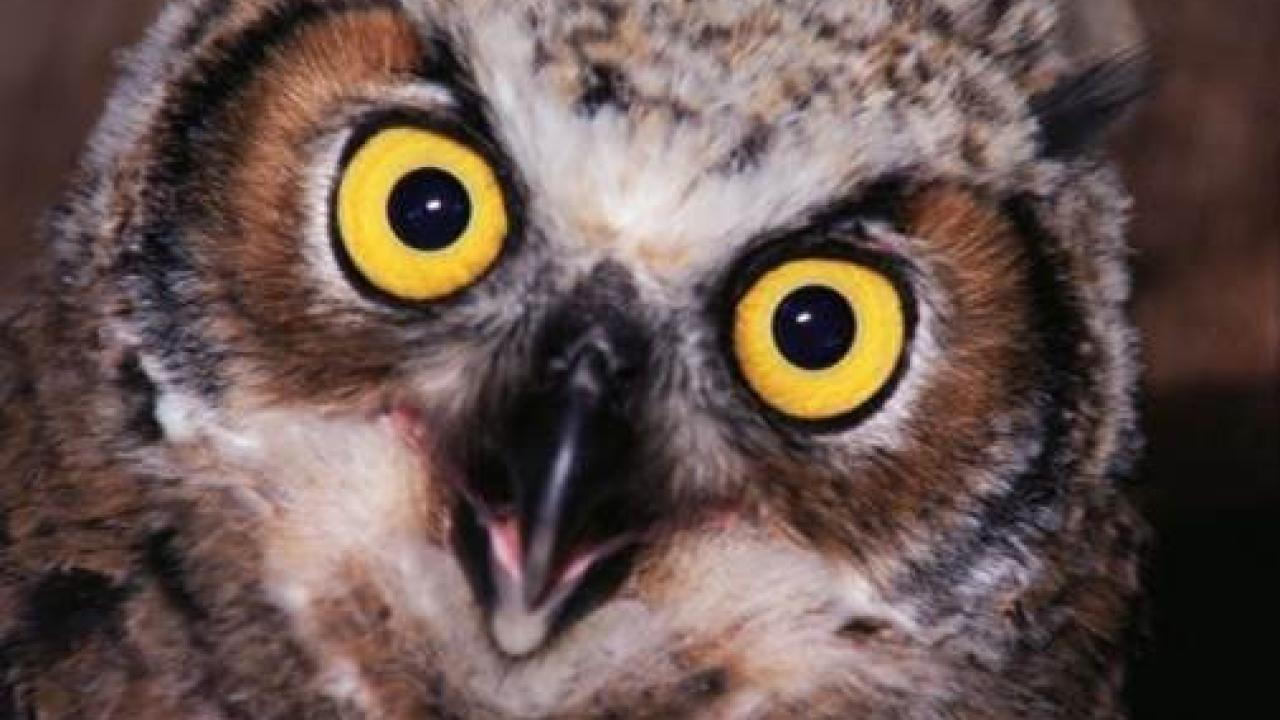 Close-up of an owl with striking yellow eyes