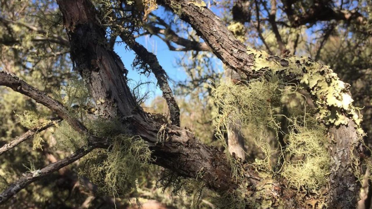 Old-growth lichens attach themselves to a tree branch at the Quail Ridge Reserve. A UC Davis study highlights the value of old-growth chaparral systems to local biodiversity. (Jesse Miller)