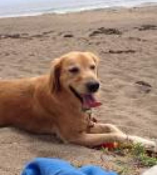 Doug the Dog on a beach