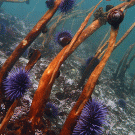 Purple sea urchins actively grazing on kelp off the coast of Mendocino County, California. Credit Chris Teague