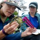  Kate Bimrose (left) and Monika Krach examine a European green crab. They have flourished in Seadrift Lagoon. 